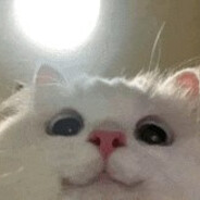 고앵이 ₍^. .^₎⟆