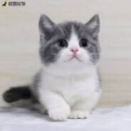 芝士猞猁不是雪豹