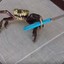 KRAB [RAT NATION]
