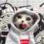 超级帅气无敌猫