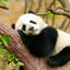 Sleepy P4nda &lt;Persian Gulf&gt;