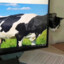 Cowcat
