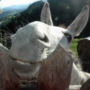 liveb - steam id 76561197960296757