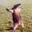 Iesou