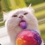 Kot_v_Cmetanke gamdom.com