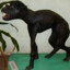 Lambiomem