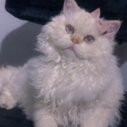 相信猫猫也撑不了多久了