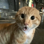 ALTF4查看队友战绩