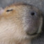 capybara