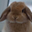bunny!!!!!!
