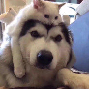 蓝天白云与金光