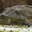 Parszywy GLON