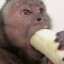 Monkey eating &#039;nana