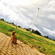 PugViralata