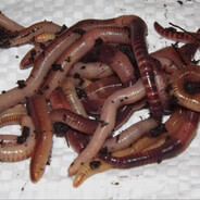 Worm eater 🪱🪱🪱