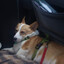 TheFriendlyCorgi