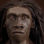 homo erectus