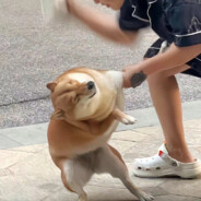 小蛤不要当牢头