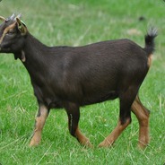 Adrimaalanaal Adolf zitler <===3