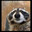 Raccoon