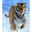 Tiger9