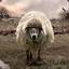 Lamb_Soldier