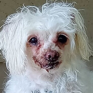 Crusty ass white Dog