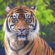 team_TigerSee1