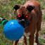 BeauLander