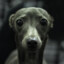 Droopy_Kid50