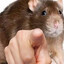 Count_Rattula