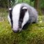 Badger