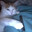 vape cat