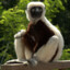 zaboomafoo