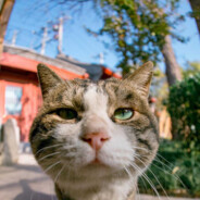 你拿什么感同身受