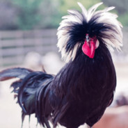 洛阳美女裸聊0~0