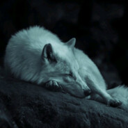 Night_Wolf