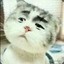 catbot