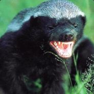 Honey_Badger420