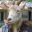 Male Goat's Milk