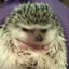Hedgehog