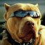 Pitbull do Samba