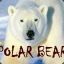 *3*---PoLaR 6eaR