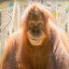 The Wobbling Yeti