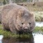 wombat_tree