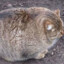 is this Natsu?