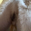 Skhey