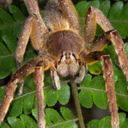 brazilian wandering spider