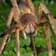 brazilian wandering spider