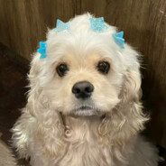 西伯利亚冰川狼